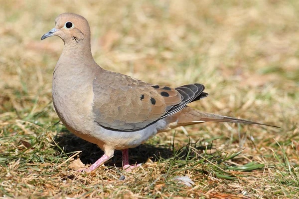 Yas güvercini (zenaida makrora) — Stok fotoğraf