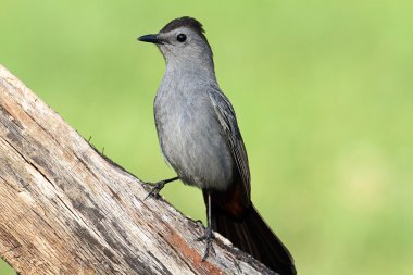 Gri Kedi Kuşu (dumetella carolinensis)