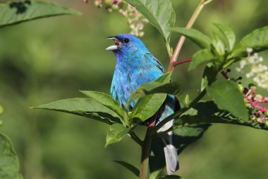 Erkek Indigo kiraz kuşu (Passerina cyanea)