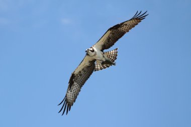 Sorguç (pandion haliaetus)