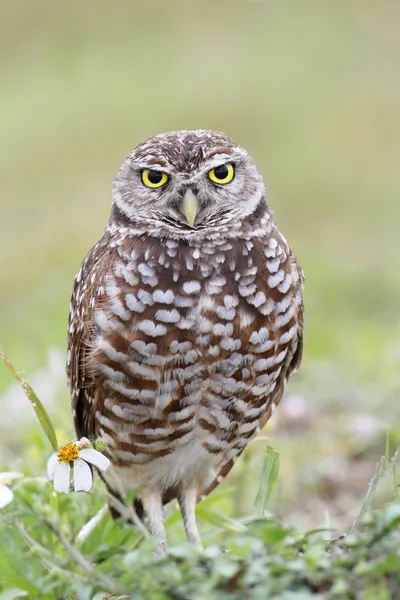 불타는 올빼미 (athene cunicularia)) — 스톡 사진