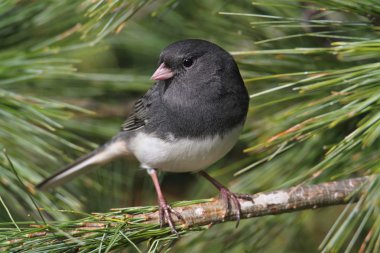 Junco In A Pine Tree