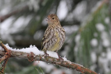 Çam isketesi tünemiş
