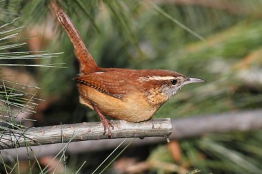 Carolina wren dal