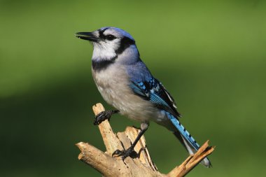Mavi Jay (corvid siyanocitta)