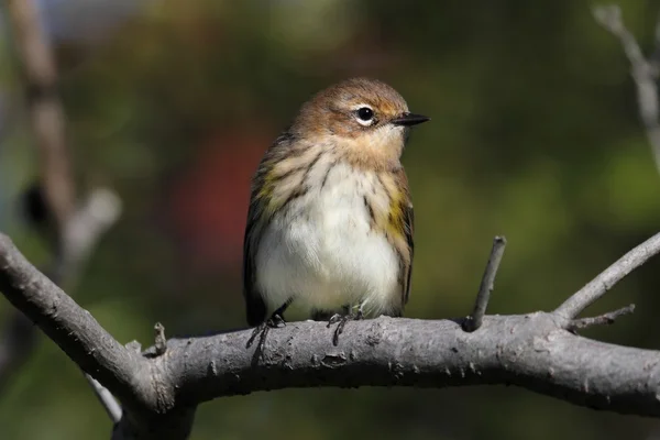 Gul-rumped skogssångare (Dendroica coronata) — Stockfoto