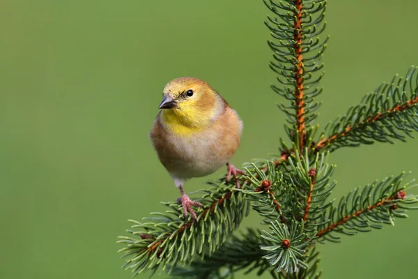 Amerikaanse distelvink (Carduelis tristis) — Stockfoto