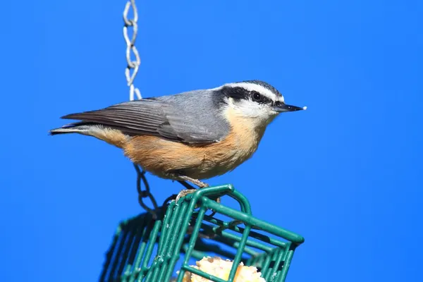 Nuthatch dal petto rosso su un alimentatore — Foto Stock