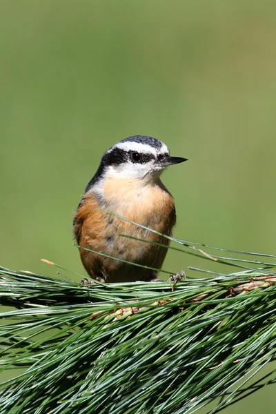 Nuthatch de pecho rojo en una percha — Foto de Stock