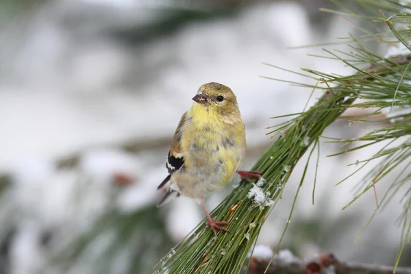 Amerikkalainen Goldfinch (Carduelis tristis ) — kuvapankkivalokuva