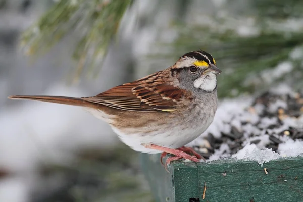 Ptak w śniegu — Zdjęcie stockowe