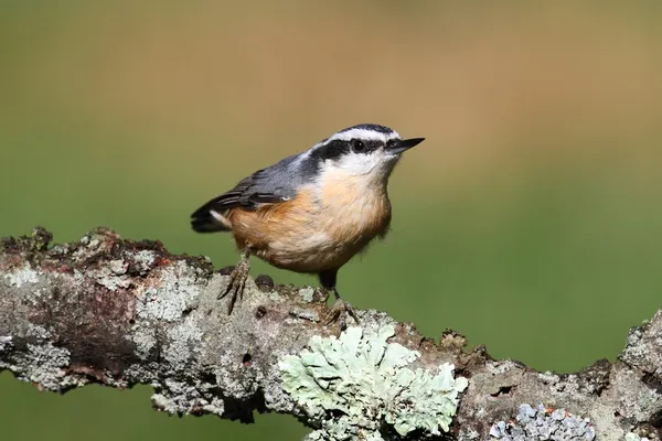 Nuthatch de peito vermelho em um ramo — Fotografia de Stock