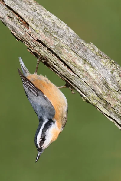 Nuthatch de peito vermelho em um ramo — Fotografia de Stock