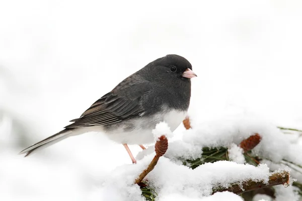 Junco em um ramo — Fotografia de Stock