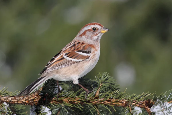 Americký tree sparrow — Stock fotografie