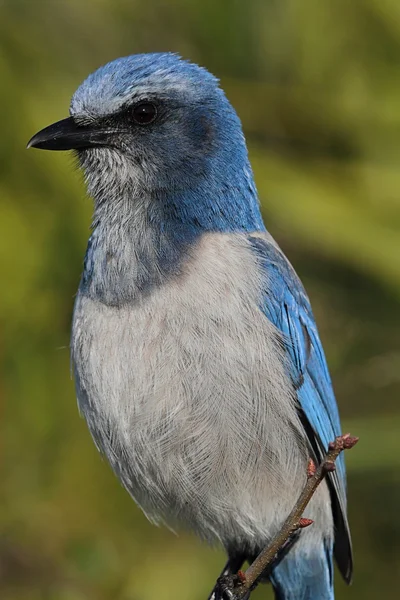 Ameaçado Florida Scrub-Jay — Fotografia de Stock