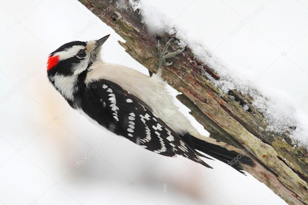 Downy Woodpecker (picoides pubescens)