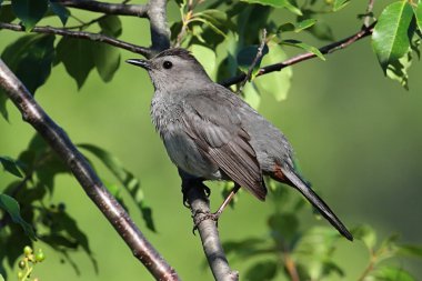Gri Catbird (Dumetella carolinensis) dal