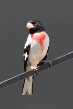 Rose - breasted kocabaş (Pheucticus ludovicianus)