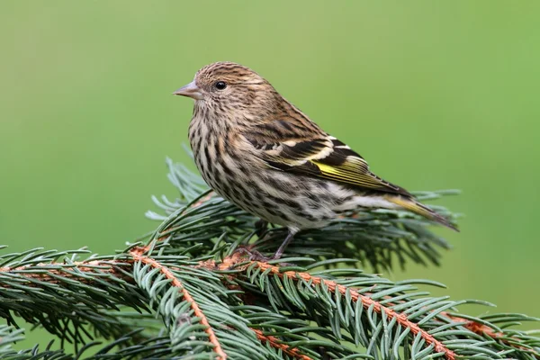 Kiefernzeisig gehockt — Stockfoto