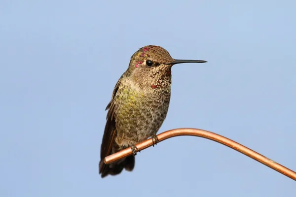 Анна Колибри (calypte anna) ) — стоковое фото