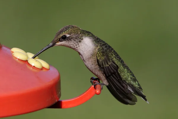 Ruby - Vitstrupig hummingbird — Stockfoto