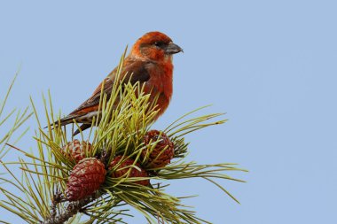 Kırmızı (veya Yaygın) Crossbill