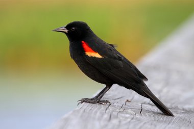 Male Red-winged Blackbird clipart