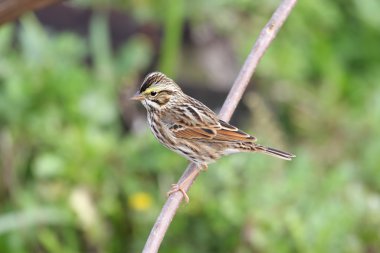 Savannah Sparrow (gelip geçici olarak geçenler)