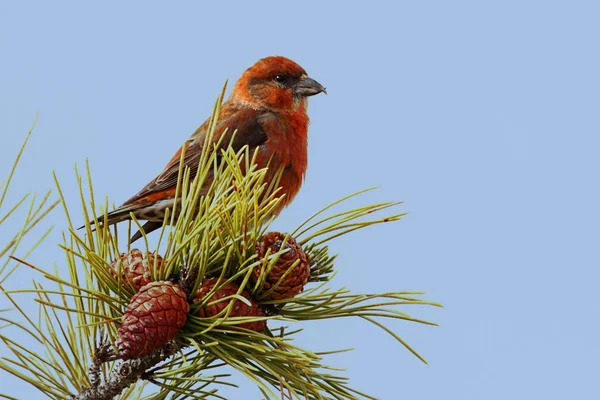 Bec-croisé rouge (ou commun) — Photo