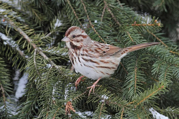 Singsperling (melospiza melodia)) — Stockfoto