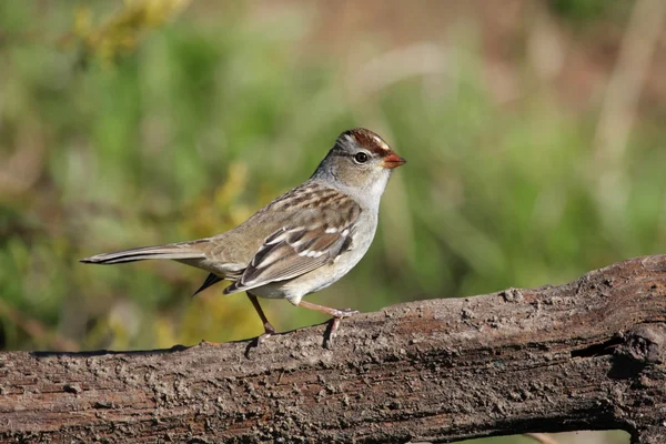 Koronás sparrow felnőtt — Stock Fotó