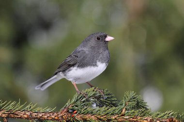 Junco dal