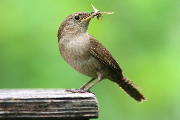 House Wren with a Worm — Stock Photo, Image