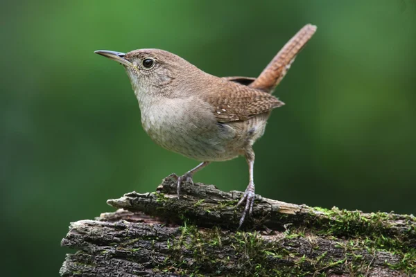 Hus wren på en stubbe — Stockfoto