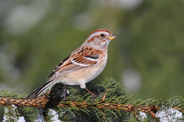 Americký tree sparrow — Stock fotografie