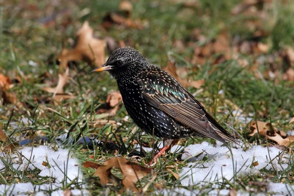 Starling på vintern — Stockfoto