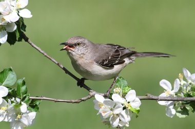 Northern Mockingbird (Mimus polyglottos) clipart