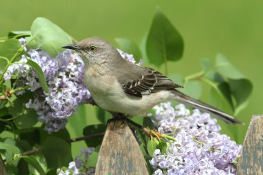 Northern Mockingbird (Mimus polyglottos) clipart