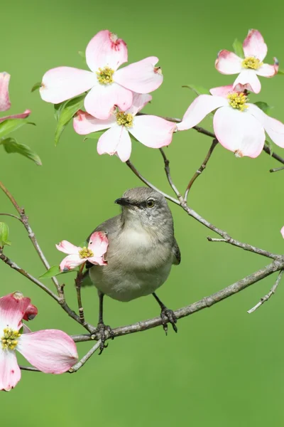 Kuzey Alaycı Kuşu (mimus polyglottos) — Stok fotoğraf