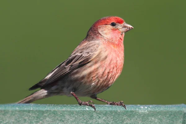 Masculino Casa Finch (Carpodacus mexicanus ) — Fotografia de Stock