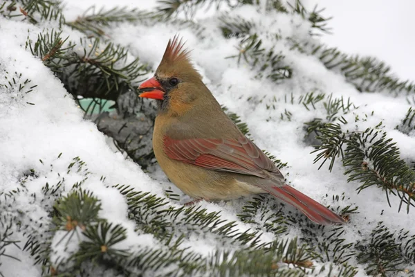 Kardinal i snö — Stockfoto
