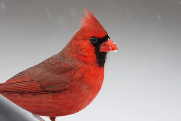 Cardinal On A Perch — Stock Photo, Image