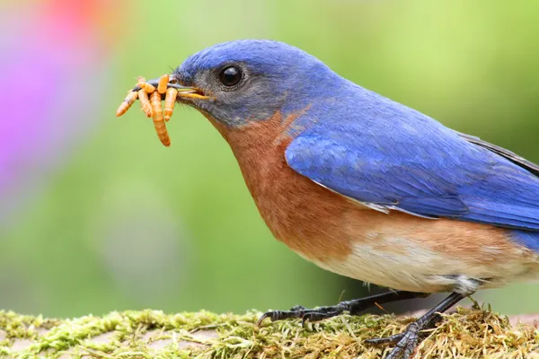 Merle bleu de l'Est — Photo