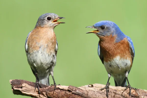 Paar van Oost bluebird — Stockfoto