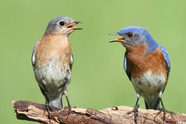 Par de Bluebird del Este — Foto de Stock