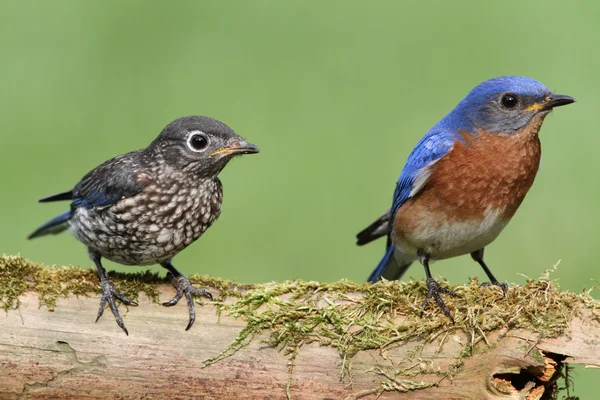 Чоловіки у Синій птах з дитиною — стокове фото