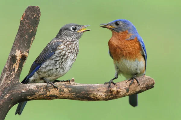 Bluebird oriental masculino com bebê — Fotografia de Stock