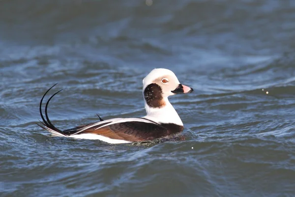 Uzun - kuyruklu ördek (Oldsquaw) Yüzme — Stok fotoğraf