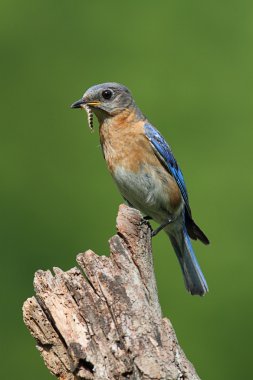 Doğu mavi kuş